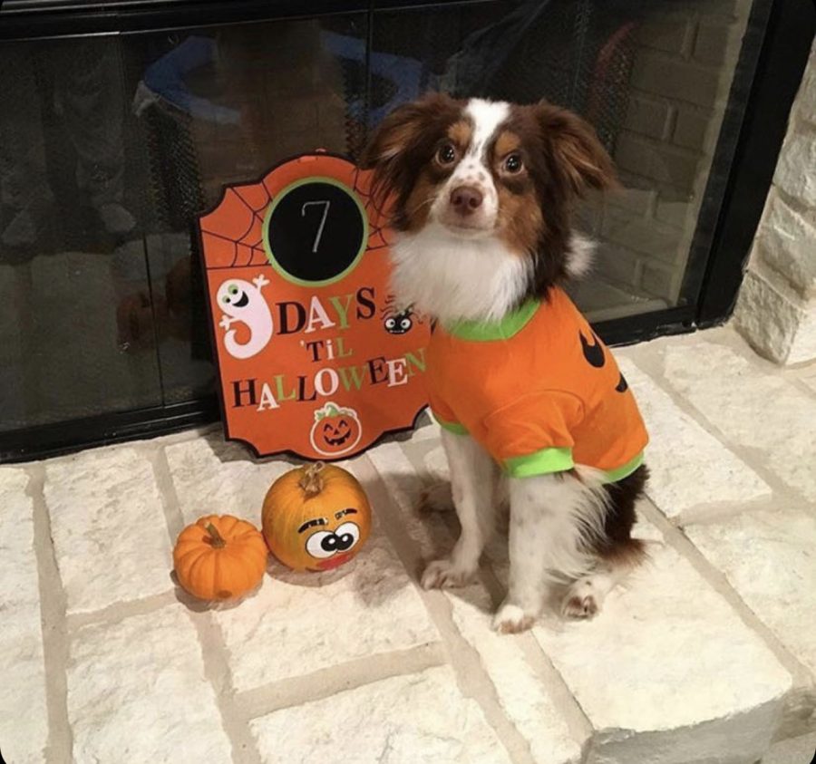 Cash patiently waiting for Halloween.