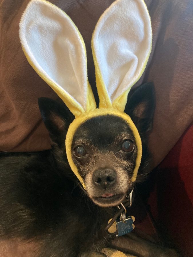 Photo of Sirius, the dog, posing as a bunny.
