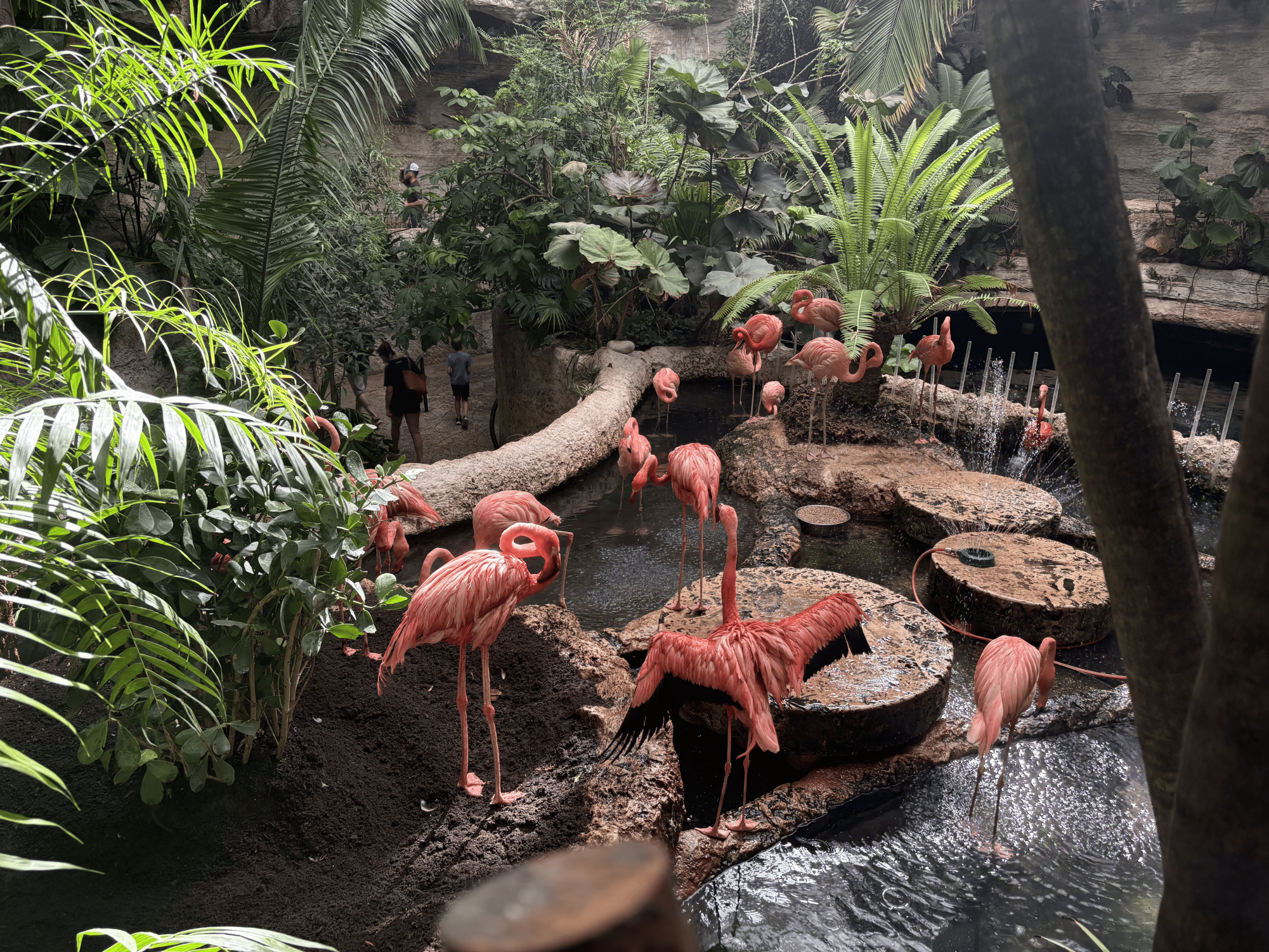 American Flamingos, one of the many creatures housed at The Dallas World Aquarium, socializing in their habitat.